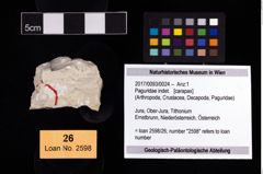 Foto (Objekt + Etikett) von Paguridae indet.  (NHMW-GEO-2017-0093-0024)
